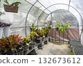 Decorative pot-plants and blooming flowers cultivated in greenhouse on sunny day. Exotic plants grow in pots hanging on wires in large nursery garden with protective film roof. 132673612
