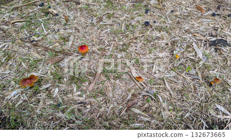 mushroom mushroom 132673665