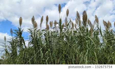 一片丹竹樹 一片丹竹樹 132673754