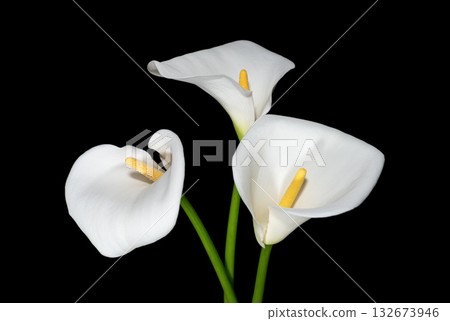 White calla lilies on black 132673946