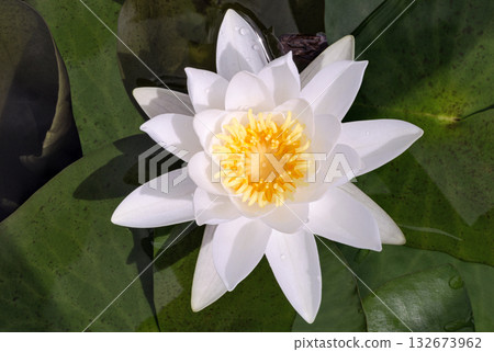 Water lily in the water surface close up Water lily in the water surface close up 132673962