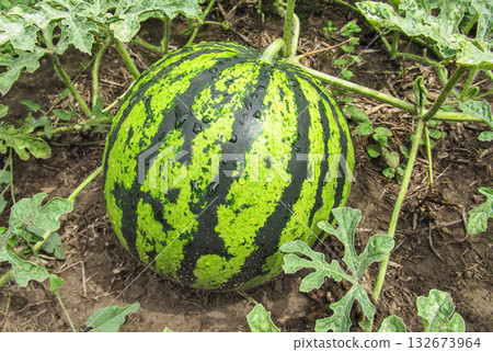 Watermelon on the ground 132673964