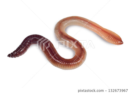 Wet earthworm isolated on a white background Wet earthworm isolated on a white background 132673967