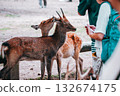 Deer licking its ear 132674175