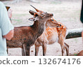 2 deer 132674176