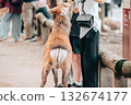 Deer begging for deer crackers 132674177