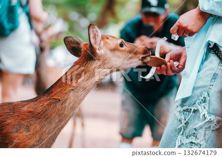 A man giving deer crackers A man giving deer crackers 132674179