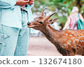 Deer eating deer rice cracker 132674180