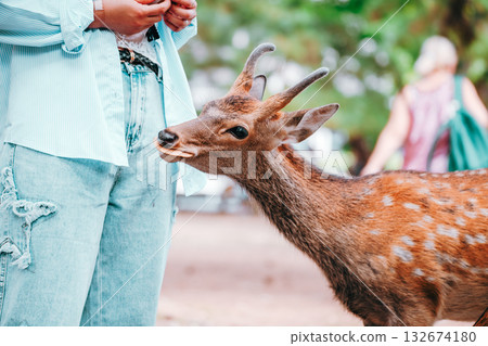 Deer eating deer rice cracker Deer eating deer rice cracker 132674180