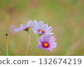 Pink cosmos flowers blooming in autumn field 132674219