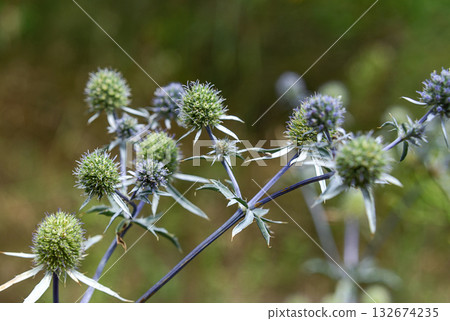 Amethyst eryngo thorny flowers Amethyst eryngo thorny flowers 132674235