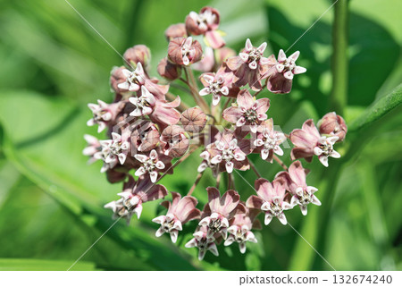 Asclepias syriaca flowers close up Asclepias syriaca flowers close up 132674240