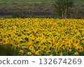 Sunflower field in full bloom 132674269