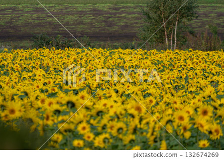 Sunflower field in full bloom Sunflower field in full bloom 132674269