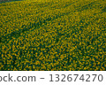 Sunflower field spreading to one side 132674270