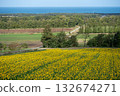 A bird's-eye view of the vast sunflower fields 132674271