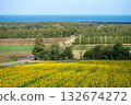 Summer scenery of the sea and sunflower fields 132674272