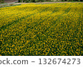 Yellow waves of sunflower fields in full bloom 132674273