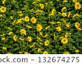 Close-up of a vibrant sunflower field 132674275