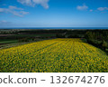 A spectacular panoramic view of the sea and sunflower fields 132674276