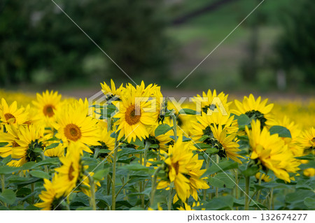 Close-up of a vibrantly blooming sunflower Close-up of a vibrantly blooming sunflower 132674277