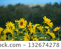 A collaboration between blue sky and sunflowers 132674278