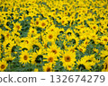 A sea of blooming sunflowers 132674279