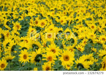 A sea of blooming sunflowers A sea of blooming sunflowers 132674279