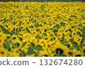 A field of sunflowers in full bloom 132674280