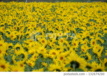 A field of sunflowers in full bloom 132674280