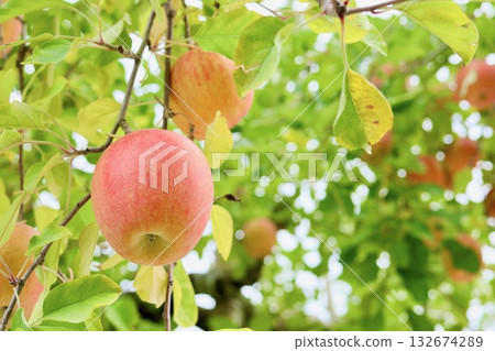 蘋果在樹上 132674289