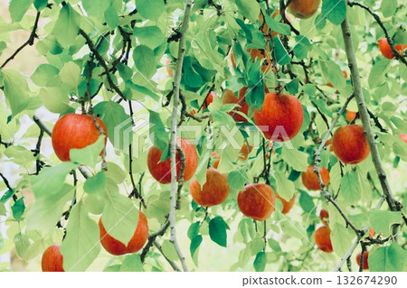 蘋果在樹上 132674290