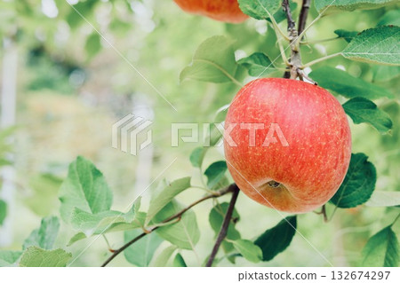 Apple in the tree Apple in the tree 132674297