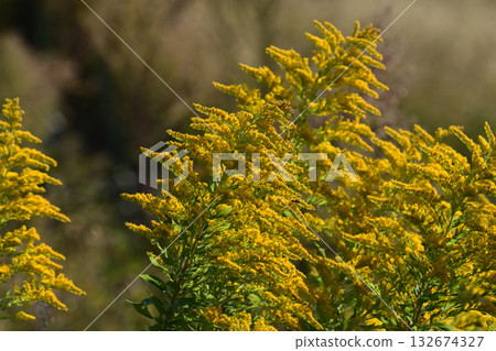 Golden rod - also suitable for land and real estate Golden rod - also suitable for land and real estate 132674327