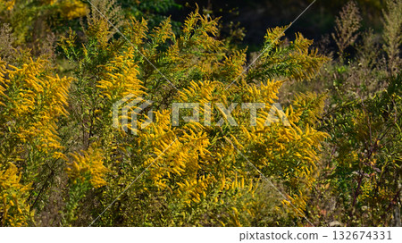 Golden rod - also suitable for land and real estate Golden rod - also suitable for land and real estate 132674331
