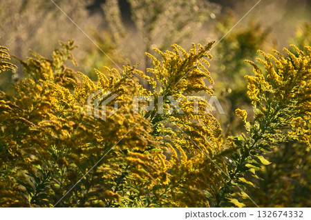 金桿 - 也適用於土地和房地產 132674332