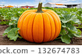Large pumpkin growing in pumpkin patch field at farm on sunny day 132674783