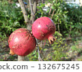 pomegranate  132675245