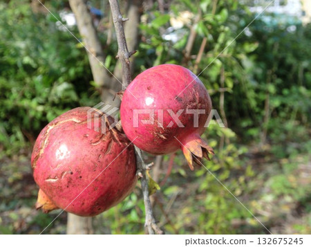 pomegranate  132675245