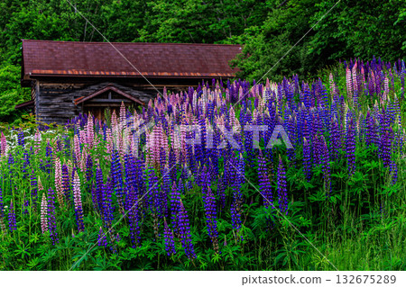 Lupine Hill surrounded by forest 132675289