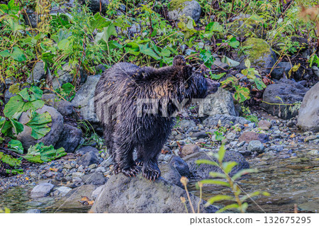brown bear, bear, bears 132675295