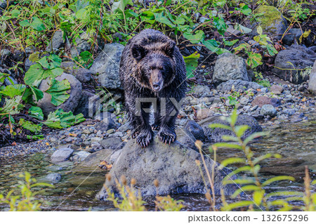 Wild Brown Bears by the River—Breath of Life Wild Brown Bears by the River—Breath of Life 132675296