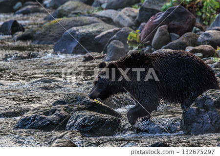 The Ezo brown bear living in the wilderness of Hokkaido 132675297