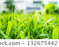 Macro shot of bright green grass blades in front yard. 132675442