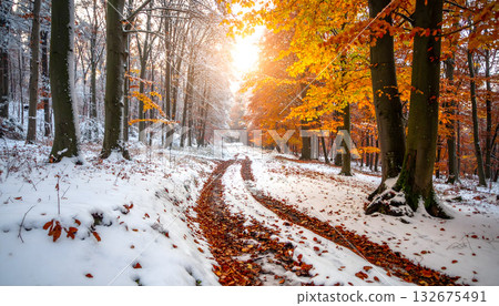 Snowy forest and autumn leaves 132675491