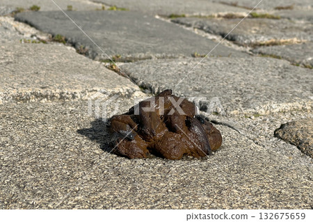 A pile of dog feces on a cobblestone sidewalk. A pile of dog feces on a cobblestone sidewalk. 132675659