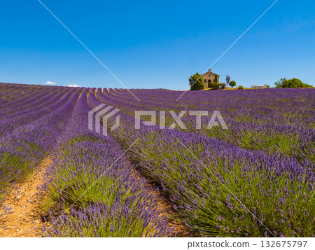 Lavender field and chapel at Entrevennes village, France 132675797
