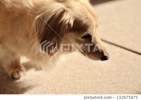 Senior miniature dachshund walking on carpet 132675875