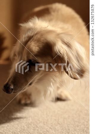 一隻年長的迷你臘腸犬在地毯上行走 132675876