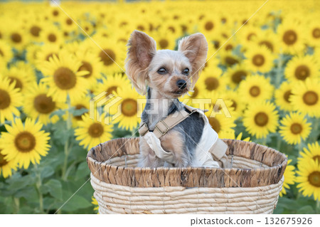 Sunflower field and Yorkshire terrier in the early morning 132675926